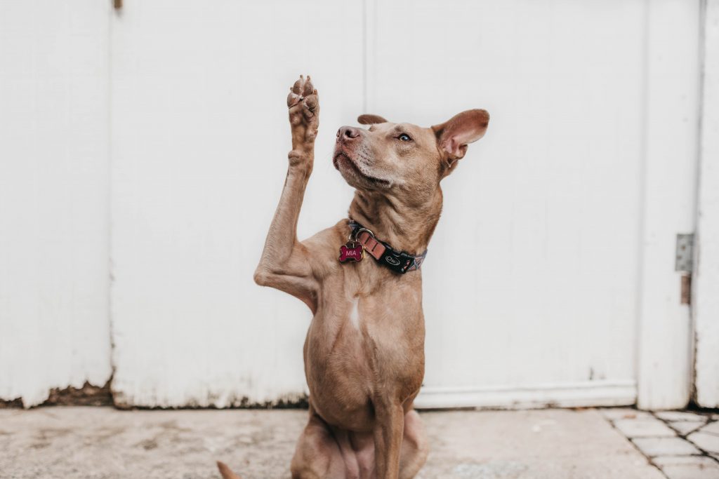 A dog raising his hand like he's asking a question
